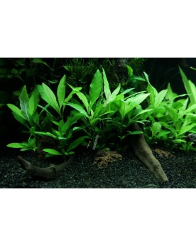 Hygrophila Corymbosa Siamensis 53B